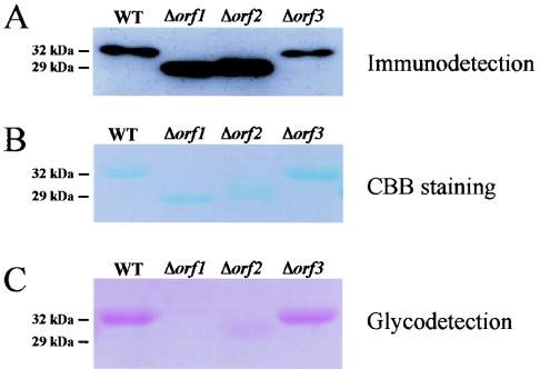 FIG. 2.