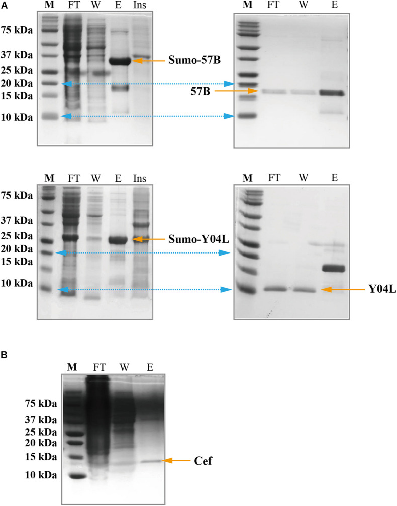 FIGURE 3