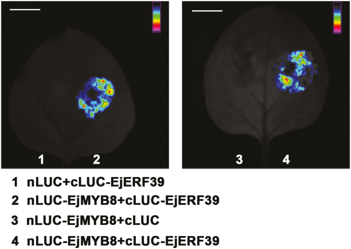 Fig. 8.