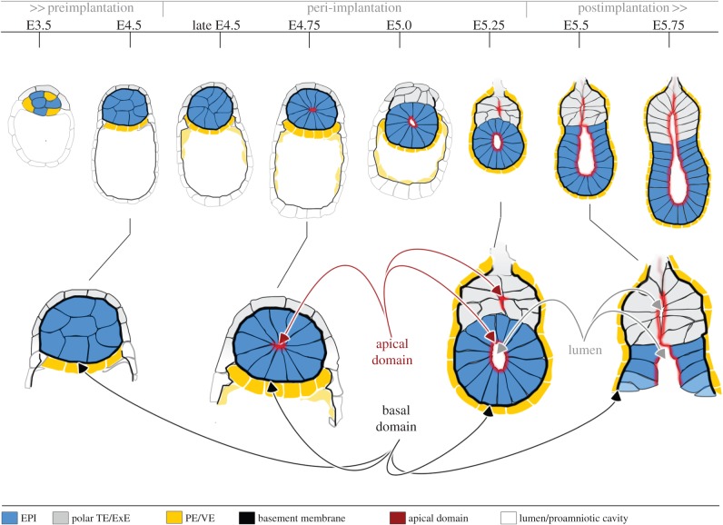 Figure 5.