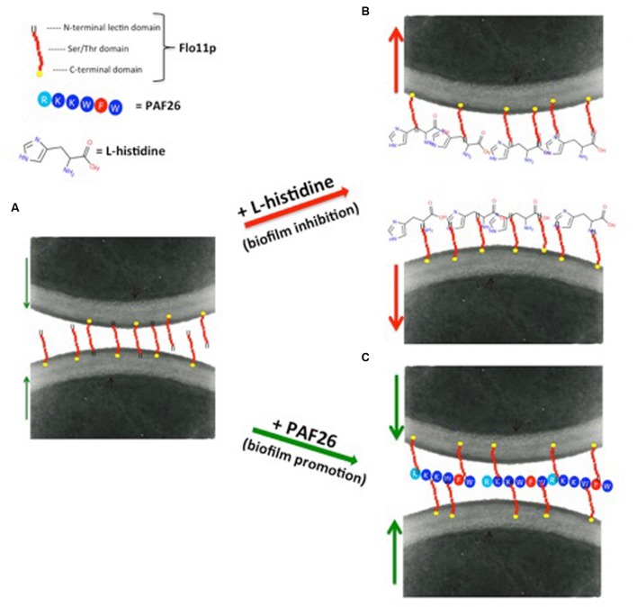 FIGURE 3