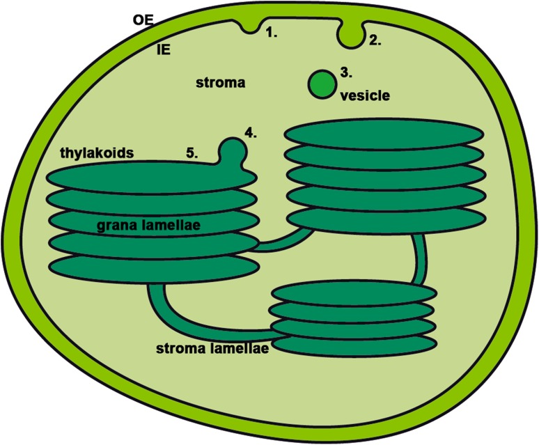 Fig. 2