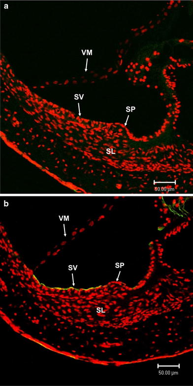 Fig. 8