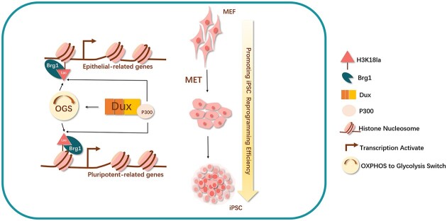 Graphical Abstract