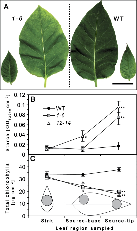 Fig. 5.