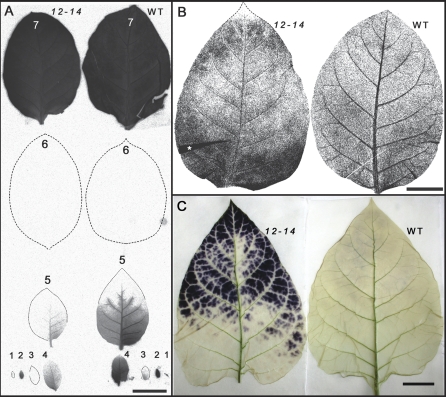 Fig. 6.