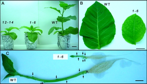 Fig. 1.