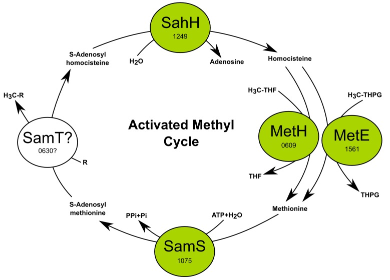 Figure 3—figure supplement 2.