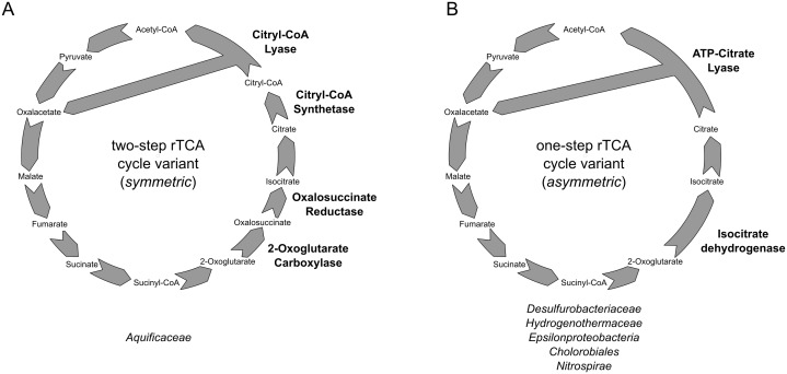 Figure 3—figure supplement 1.