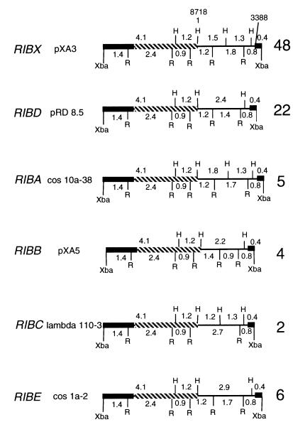 FIG. 1