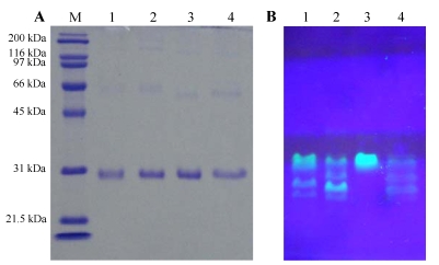 Fig 3