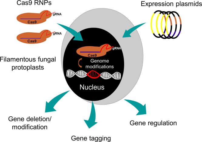 Unlabelled Image