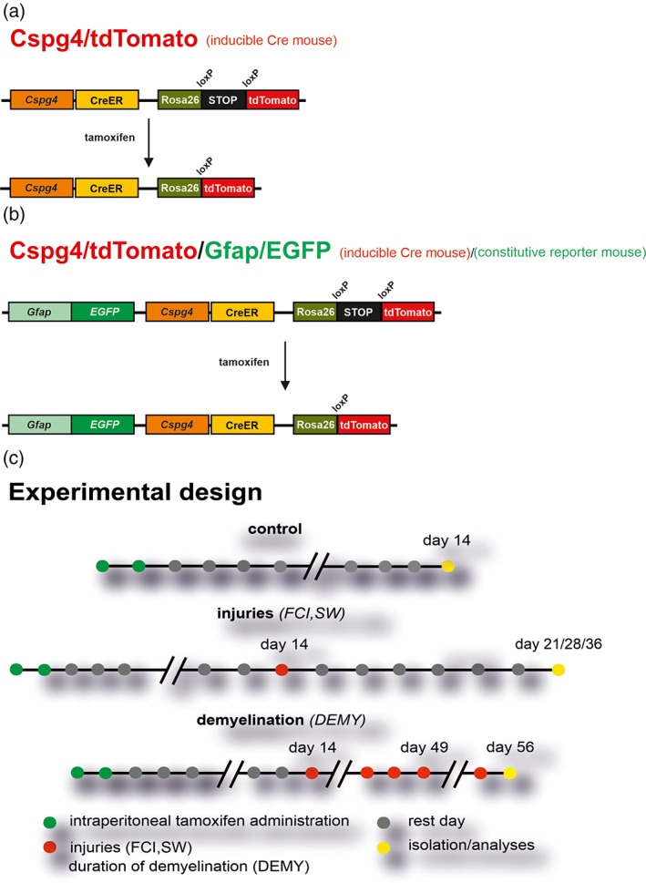 FIGURE 1