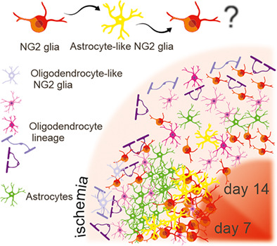 graphic file with name GLIA-69-2658-g001.jpg