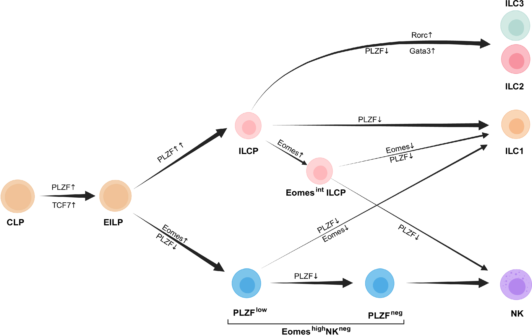 Extended Data Fig 10.