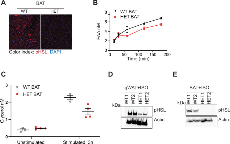 Figure 6—figure supplement 1.