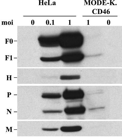 FIG. 3.