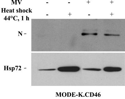 FIG. 8.