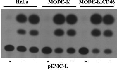 FIG. 5.