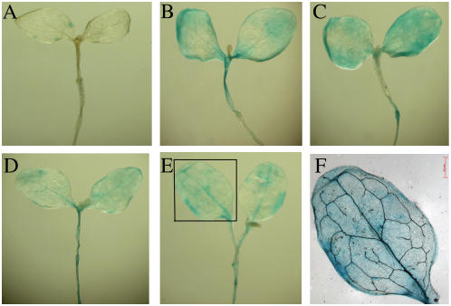 Figure 6.