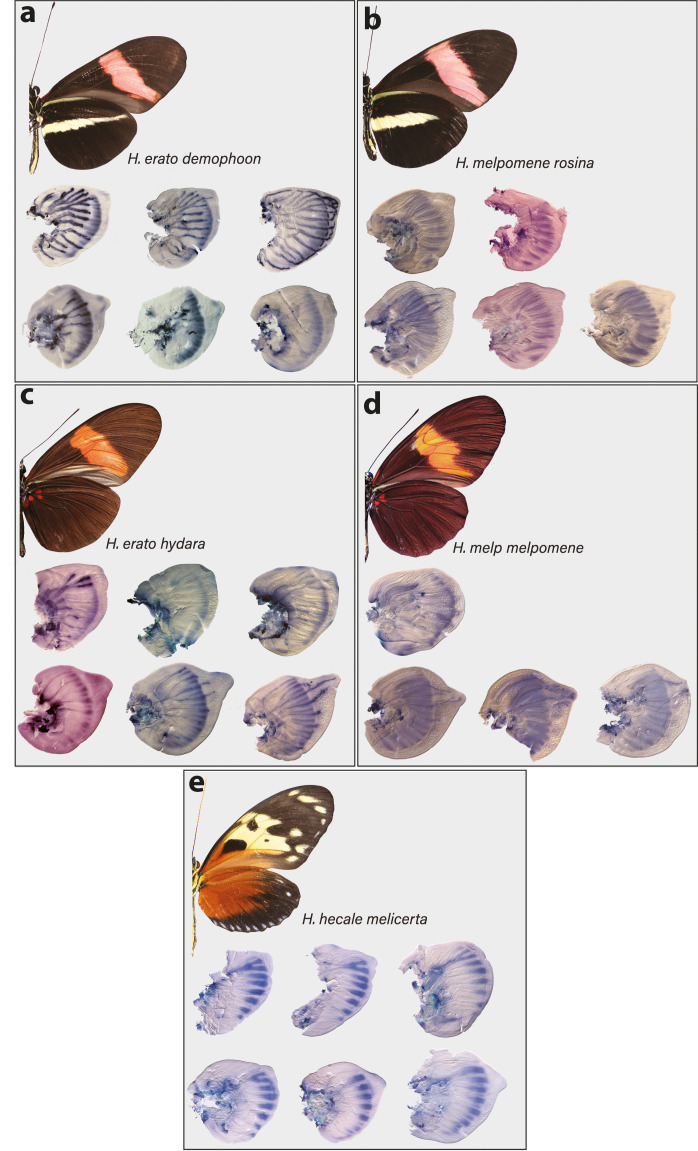 Figure 3—figure supplement 1.