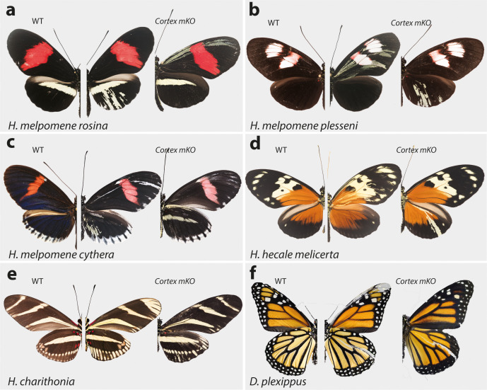 Figure 5.