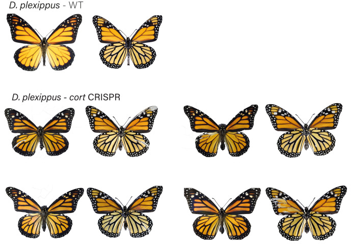 Figure 5—figure supplement 5.