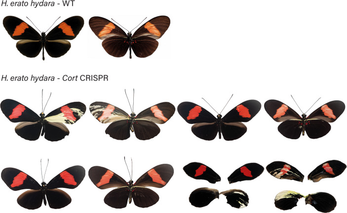 Figure 4—figure supplement 4.