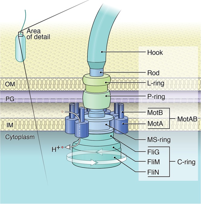 FIG 1