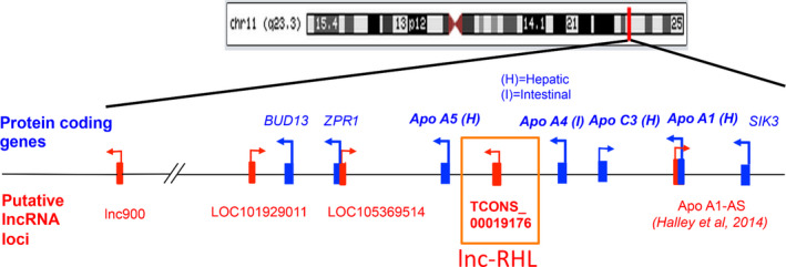 FIGURE 1