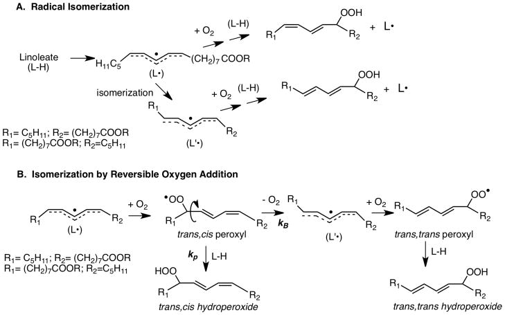 A Perspective on Free Radical Autoxidation: The Physical Organic ...