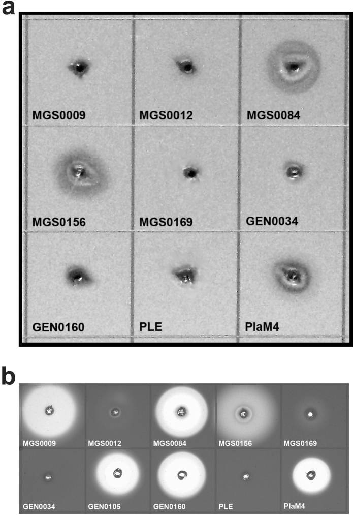 Figure 5