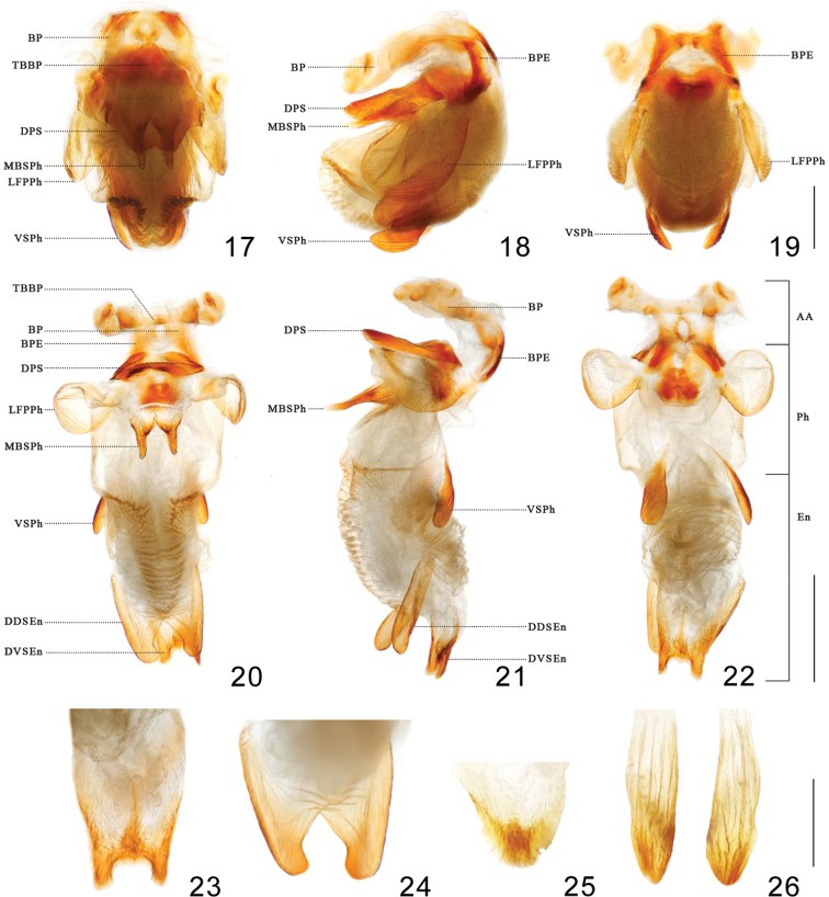 Figures 17–26.