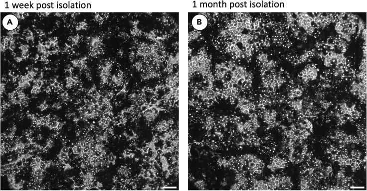 Figure 6