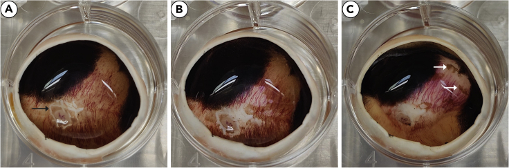 Figure 4