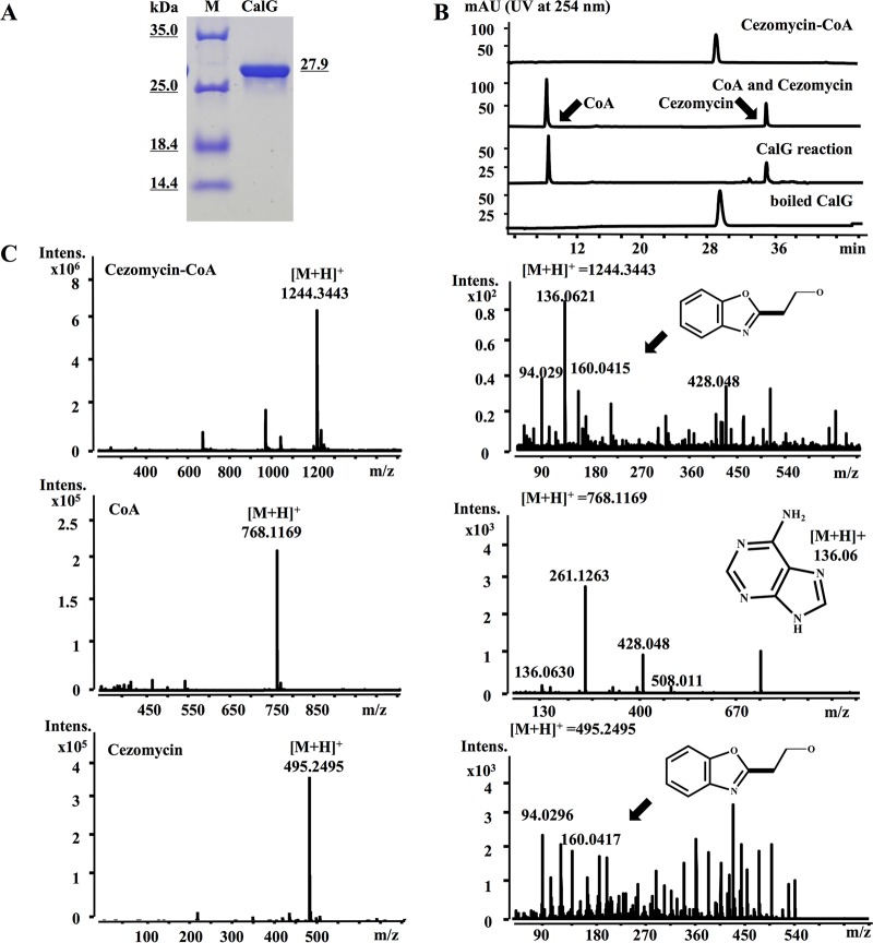 FIG 2