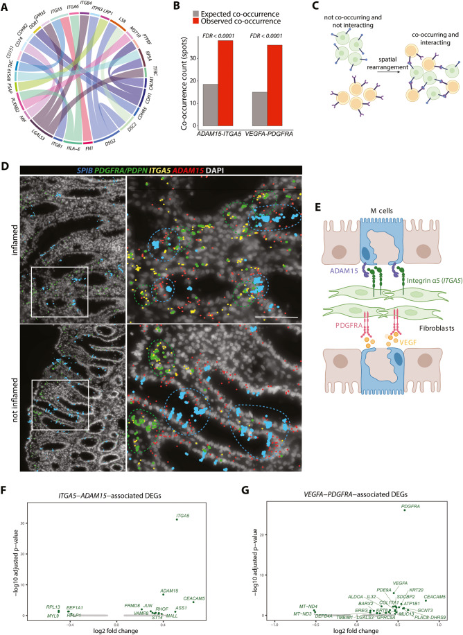 Identifying Spatial Co-occurrence in Healthy and InflAmed tissues ...