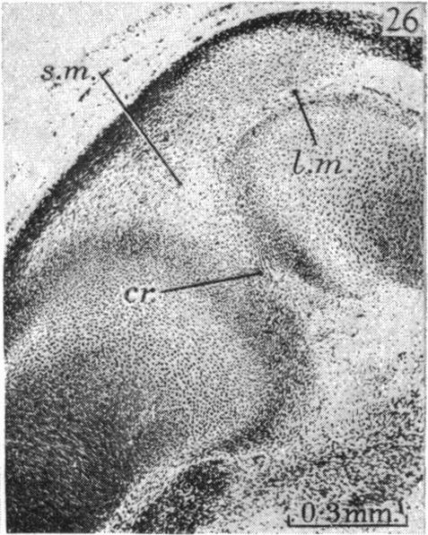 Fig. 26