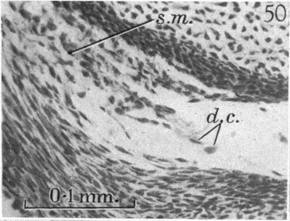 Fig. 50