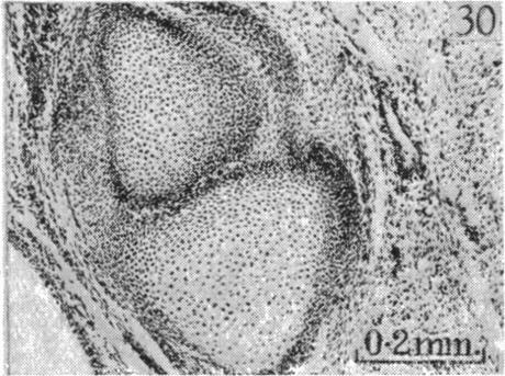 Fig. 30