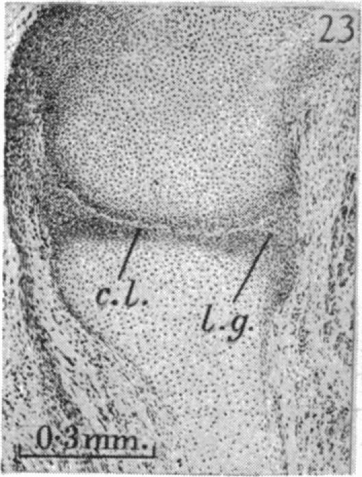 Fig. 23