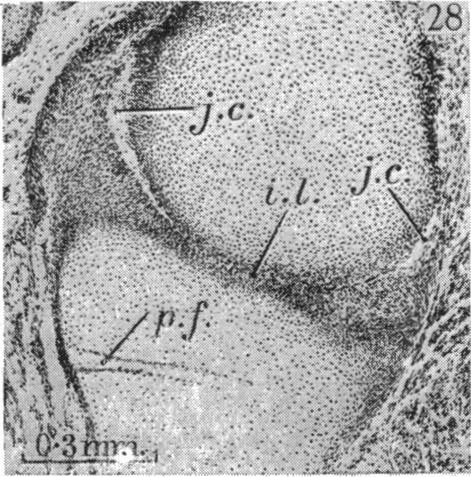 Fig. 28