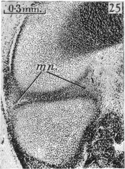 Fig. 25