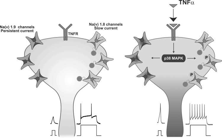 Fig. 12.