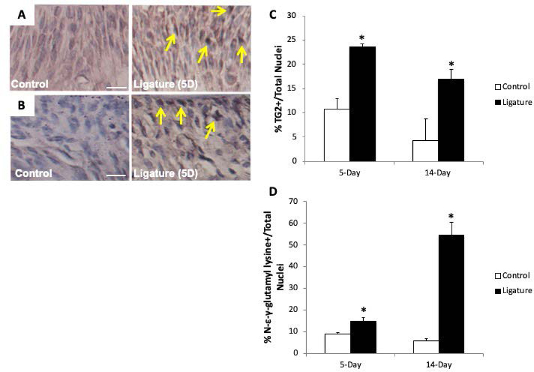 Figure 2: