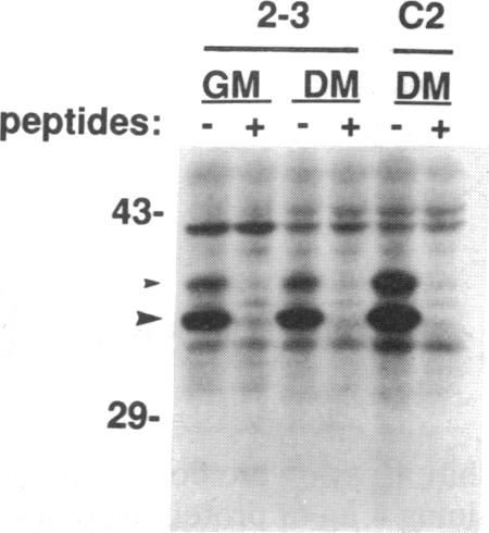 graphic file with name pnas01059-0323-c.jpg