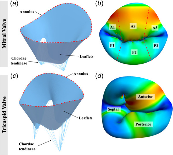 Geometric representation of image-derived mitral and tricuspid valve FE models: (a) model of open mitral valve with annulus, leaflets, and chordae tendineae defined, (b) model of closed mitral valve with leaflet regions defined, (c) model of an open tricuspid valve with annulus, leaflets, and chordae tendineae defined, and (d) model of a closed tricuspid valve with leaflets defined. Mitral valve annular circumference was 12.3 cm and annular area projected onto the least squares annular plane was 11.0 cm2. Tricuspid valve annular circumference was 13.1 cm and annular area projected onto the least squares annular plane was 12.0 cm2.