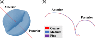 Mitral valve closing profiles: (a) location at which the slices were made (red line), and (b) valve closure configurations for coarse, medium, and fine meshes at the anterior-posterior coaptation. Nearly identical closing profiles suggested that all of the tested mesh densities were sufficient to capture valve closing behavior.
