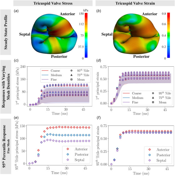 Tricuspid valve stress and strain responses: (a) stress profile on the tricuspid valve at steady-state, (b) strain profile on the tricuspid valve at steady-state, (c) stress responses with coarse, medium, and fine meshes (shaded areas indicate standard deviations), (d) strain responses with coarse, medium, and fine meshes (shaded areas indicate standard deviations), (e) 95th percentile 1st principal stress responses on various tricuspid valve leaflets, (f) 95th percentile 1st principal strain responses on various tricuspid valve regions. While results suggested that the anterior leaflet experienced higher stress concentrations than the posterior and septal leaflets, 95th percentile 1st principal strains were nearly identical among the leaflets.