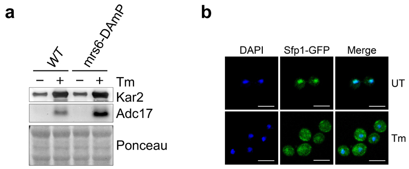 Extended Data Figure 1